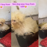 Man Rants As He Finds Expensive His Dog Sleeping Inside Pot, Eating Rice And Stew
